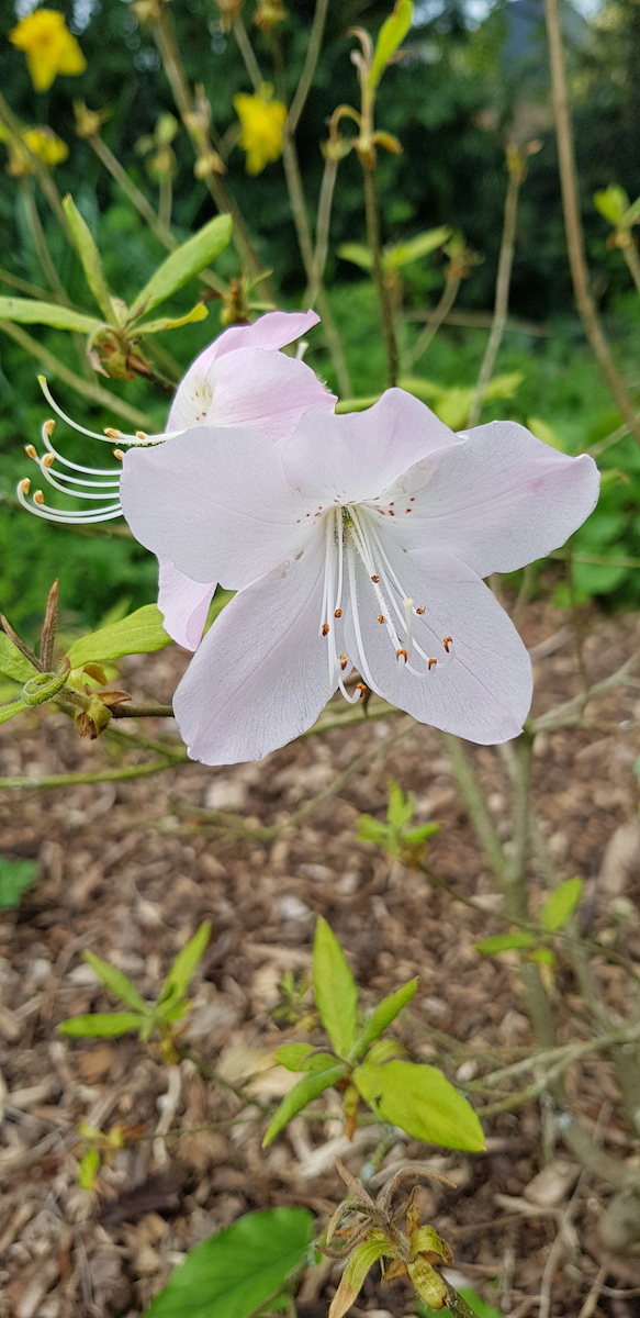 schlippenbachii